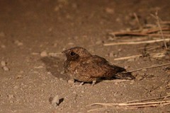 Caprimulgus stellatus