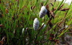 Fauxulus capensis