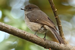 Melaenornis chocolatinus