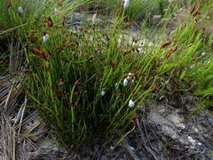 Fauxulus capensis