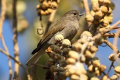 Prodotiscus zambesiae