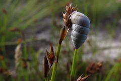 Fauxulus capensis