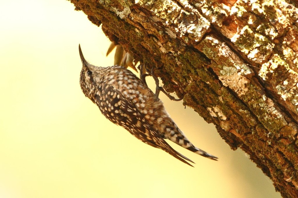 African Spotted Creeper