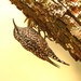 Agateador Moteado Africano - Photo (c) markus lilje, algunos derechos reservados (CC BY-NC-ND), subido por markus lilje