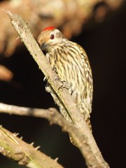 Chloropicus abyssinicus