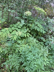 Ligusticum canbyi