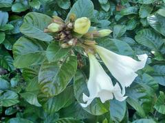 Beaumontia grandiflora