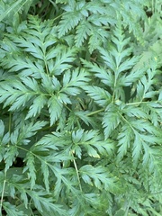 Ligusticum canbyi