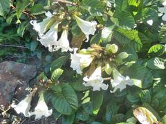 Beaumontia grandiflora