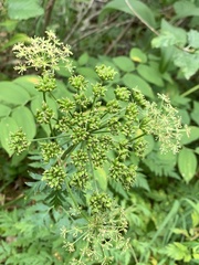 Ligusticum canbyi