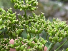 Ligusticum canbyi