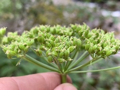 Ligusticum canbyi