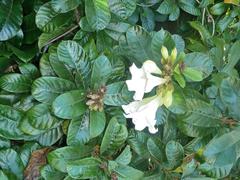 Beaumontia grandiflora