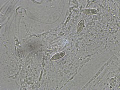 Boletus nobilissimus