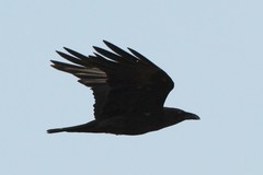 Corvus edithae