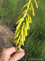 Kniphofia laxiflora
