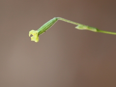 Silene flavescens