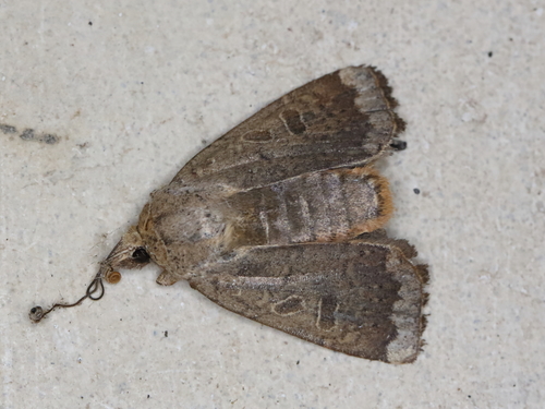 Cupid and Greater Red Darts and Allies photo 5
