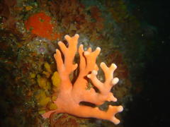 Stylaster nobilis