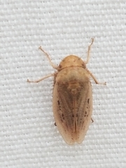 Negosiana dualis