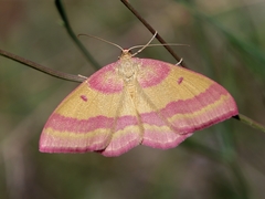Rhodostrophia discopunctata