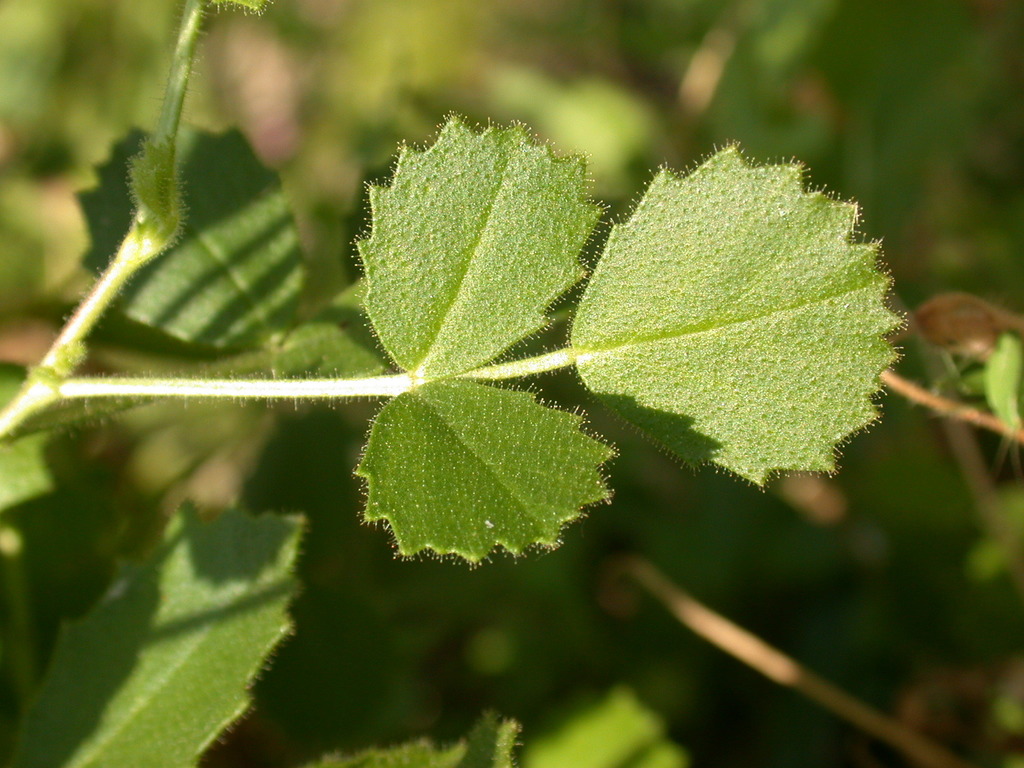 round-leaved restharrow