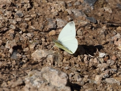 Pieris ergane