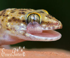 Pachydactylus affinis