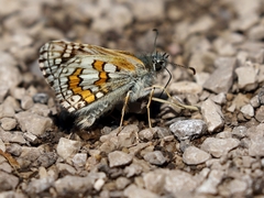 Pyrgus sidae