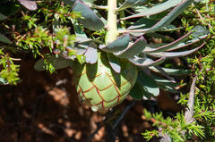 Protea effusa