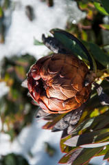 Protea effusa