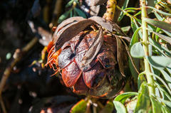 Protea effusa