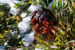 Protea effusa