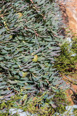 Protea effusa