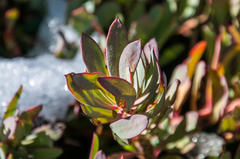Protea effusa