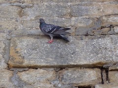 Columba livia domestica