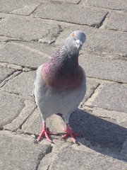 Columba livia domestica