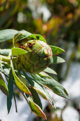 Protea effusa