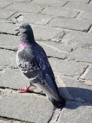 Columba livia domestica