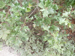 Quercus sinuata breviloba