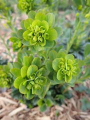 Euphorbia cyparissias