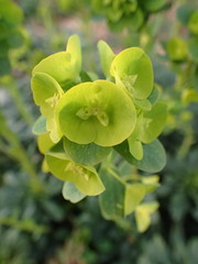Euphorbia cyparissias