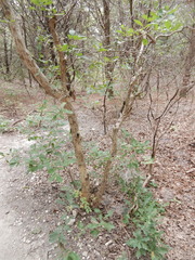 Quercus sinuata breviloba