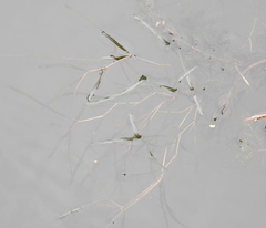 Potamogeton compressus