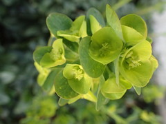 Euphorbia cyparissias