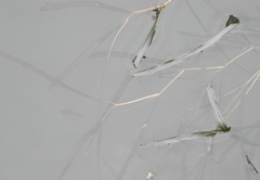 Potamogeton compressus