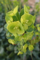 Euphorbia cyparissias