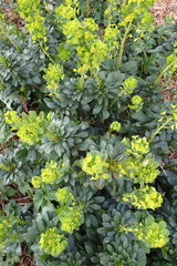 Euphorbia cyparissias