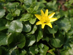 Ficaria verna