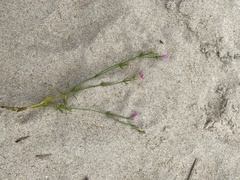 Centaurium erythraea